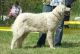 Pusztatenki Kennel fotóalbuma