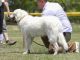 Jámborházi Kedves Kennel - Bronzkoszorús mestertenyészet fotóalbuma