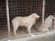 Jónáshegyi Kennel fotóalbuma